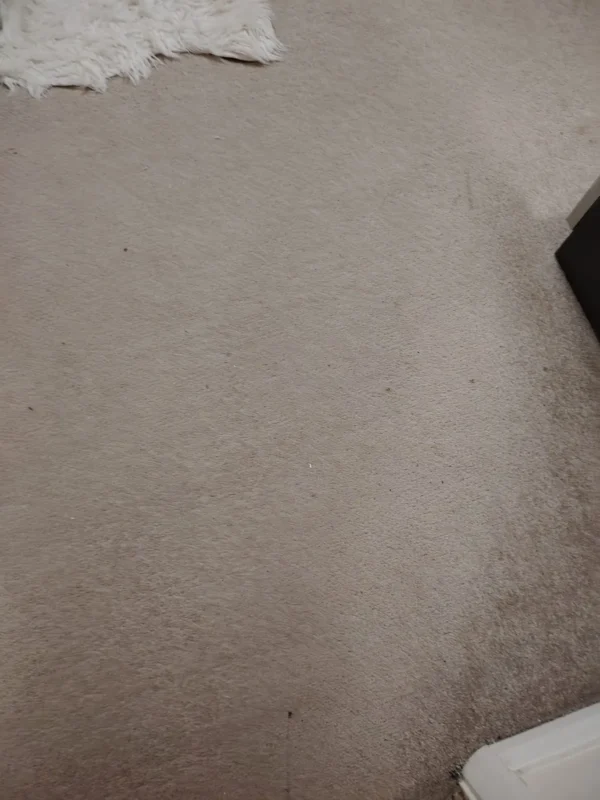 Carpet cleaned & vacuumed